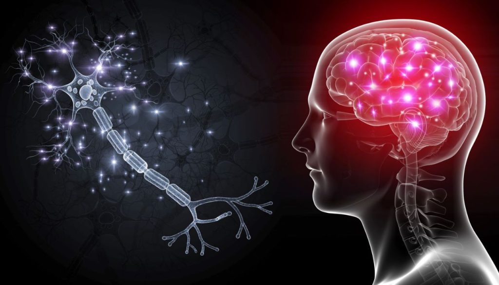 human brain neurons with neuralink
